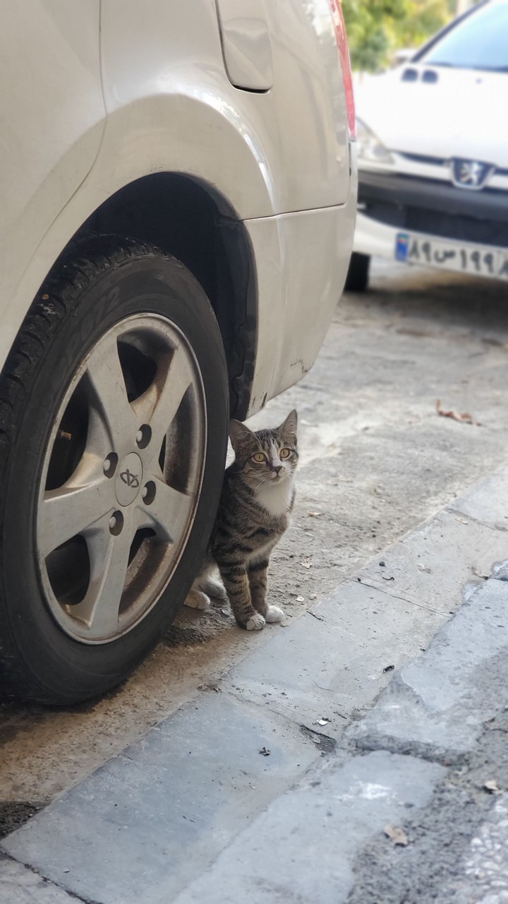 cat
