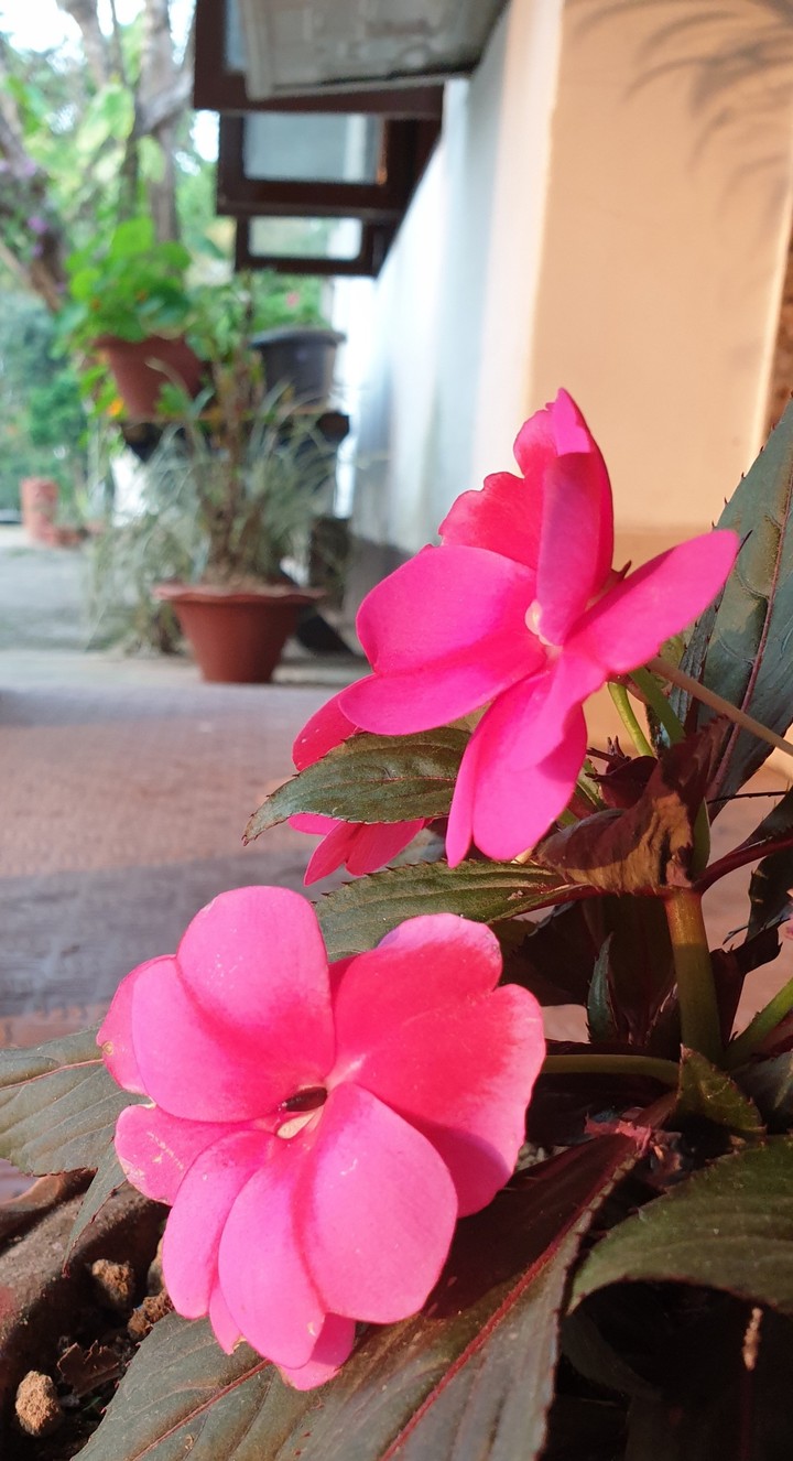 sharp pink