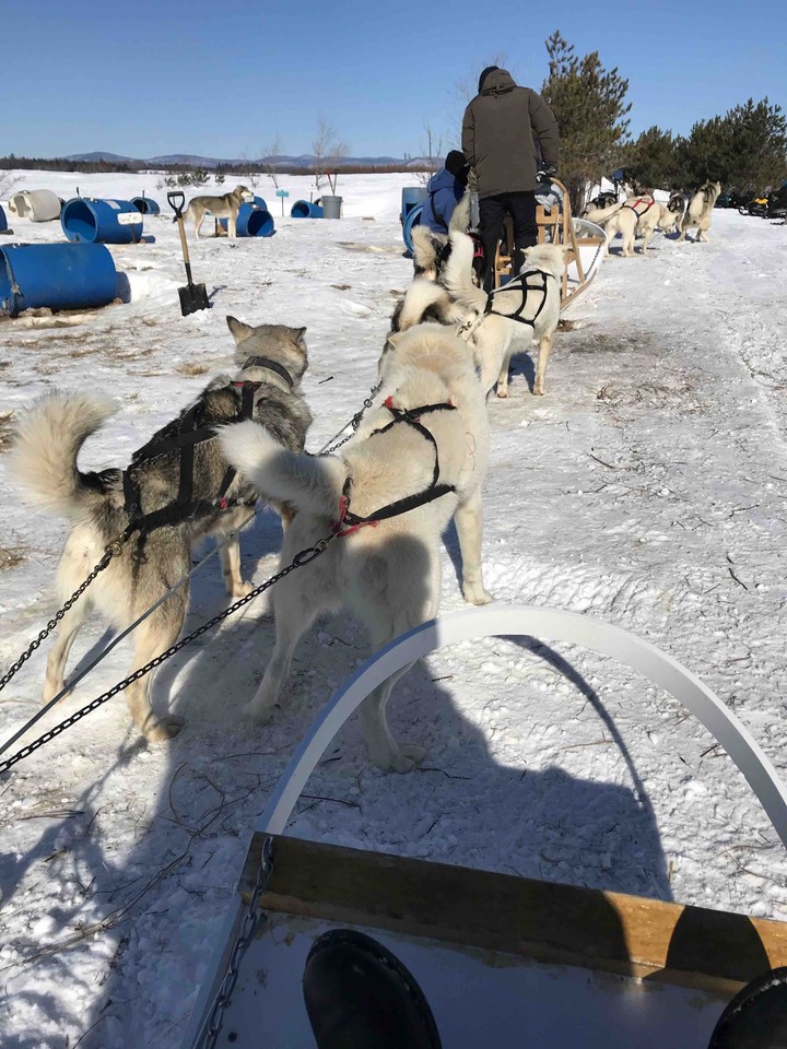 Dog Sledding