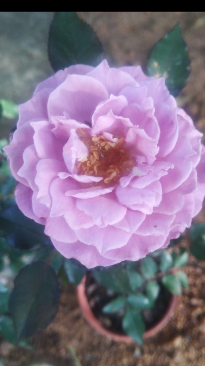 purple rose