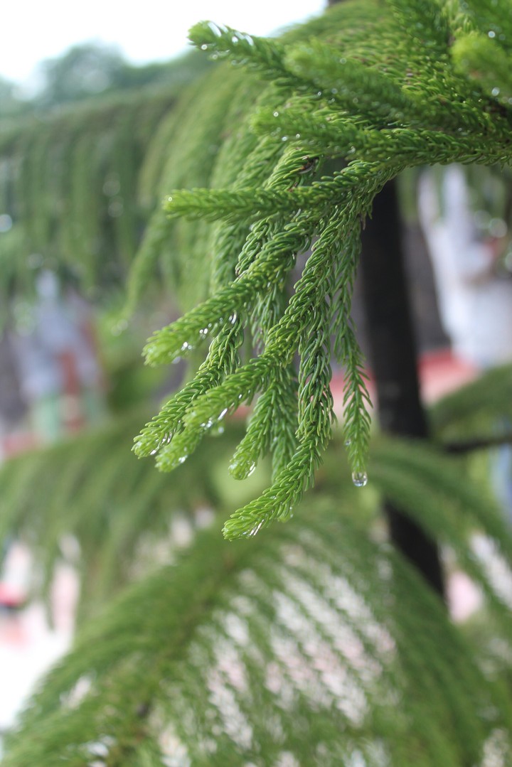 NATURAL