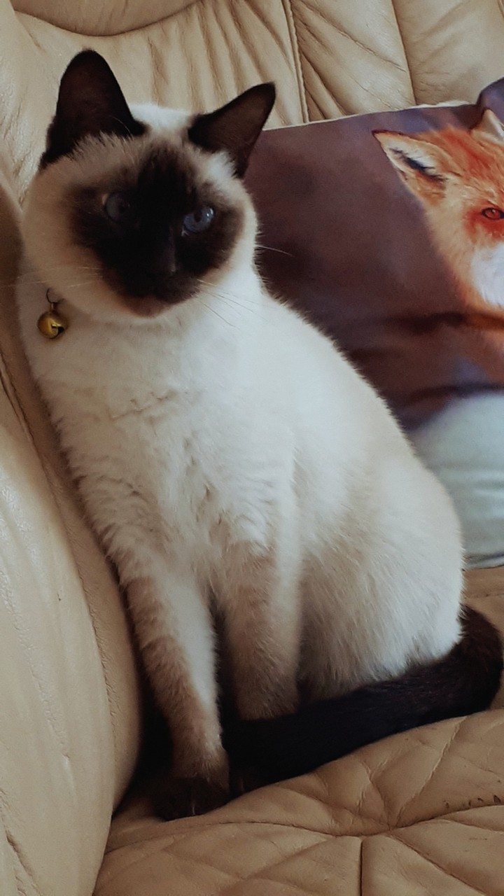 Cats.