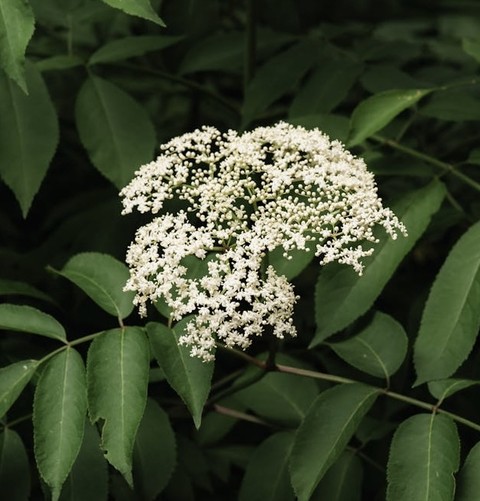 dicotyledon, mountainash wallpapers