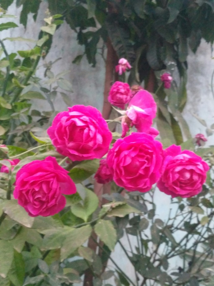 rose