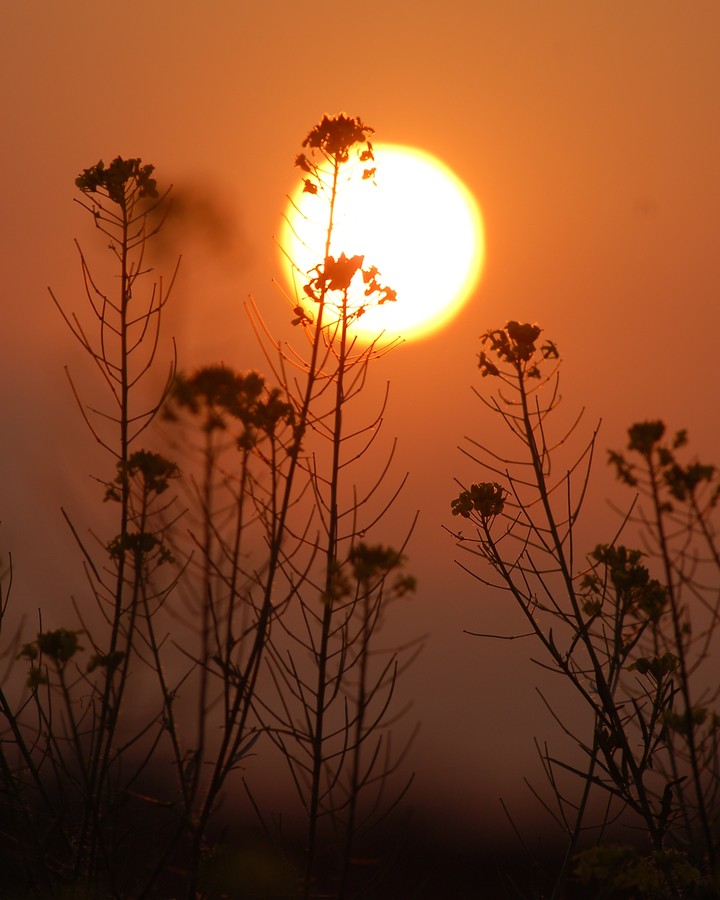 Summersun