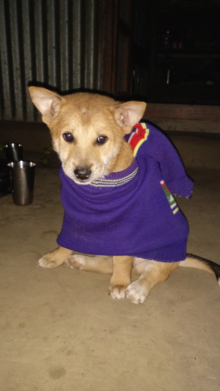 so cute and funny dog????