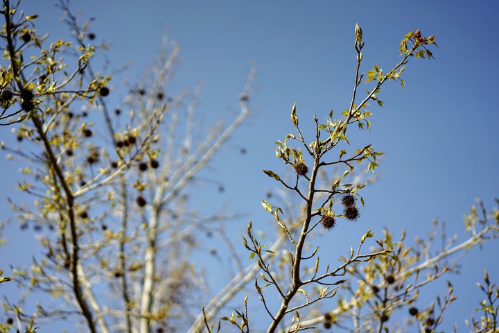 tree
