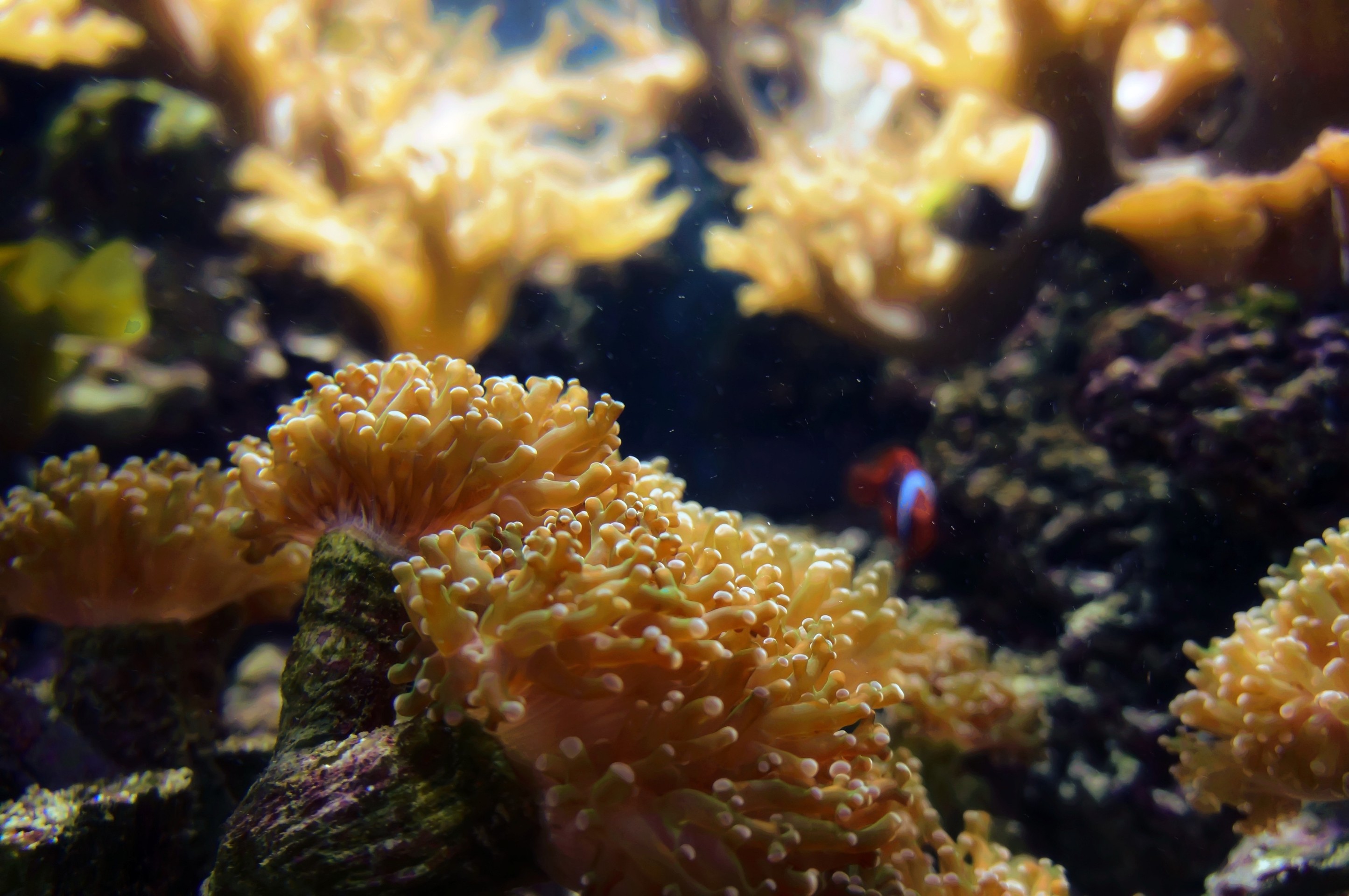 тапети underwater, coral