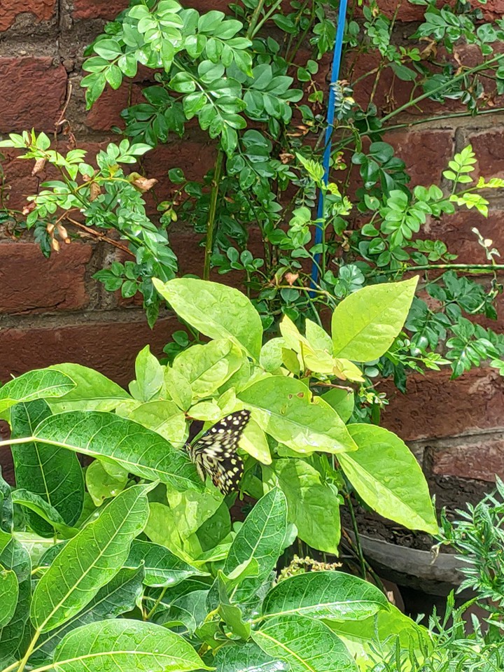 butterfly