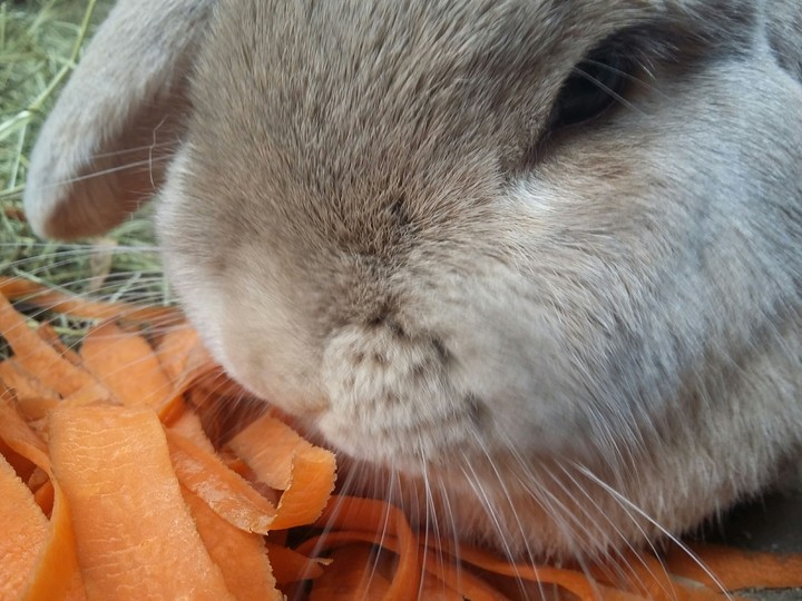 carrot&bunny