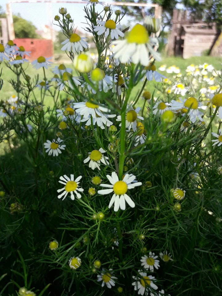Chamomile