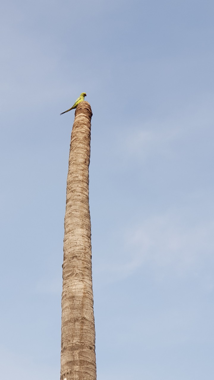 parrot