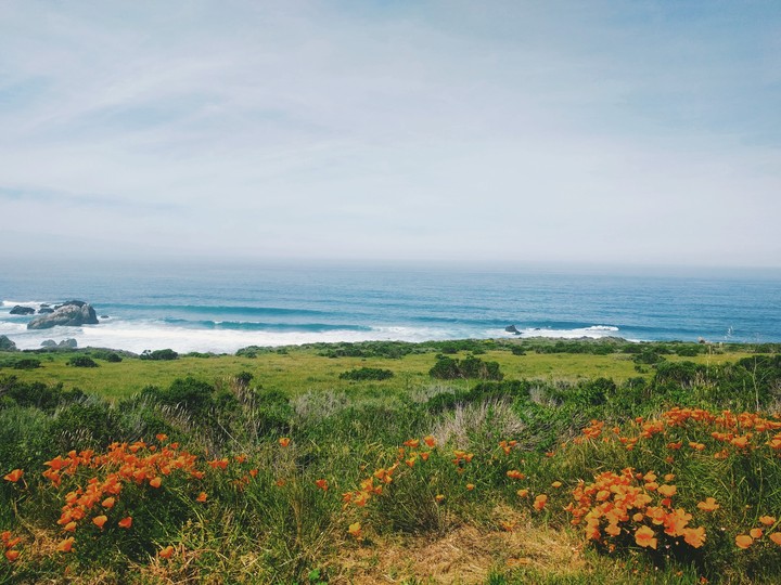 poppies by the ocean