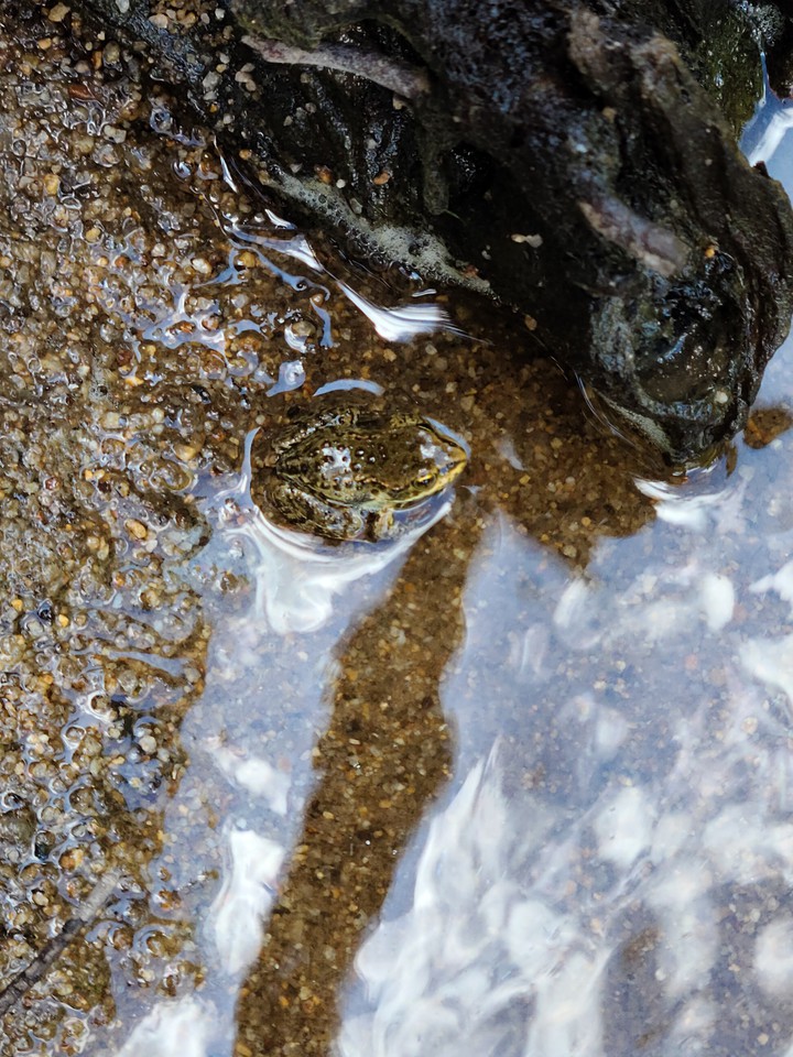 Tiny Frog