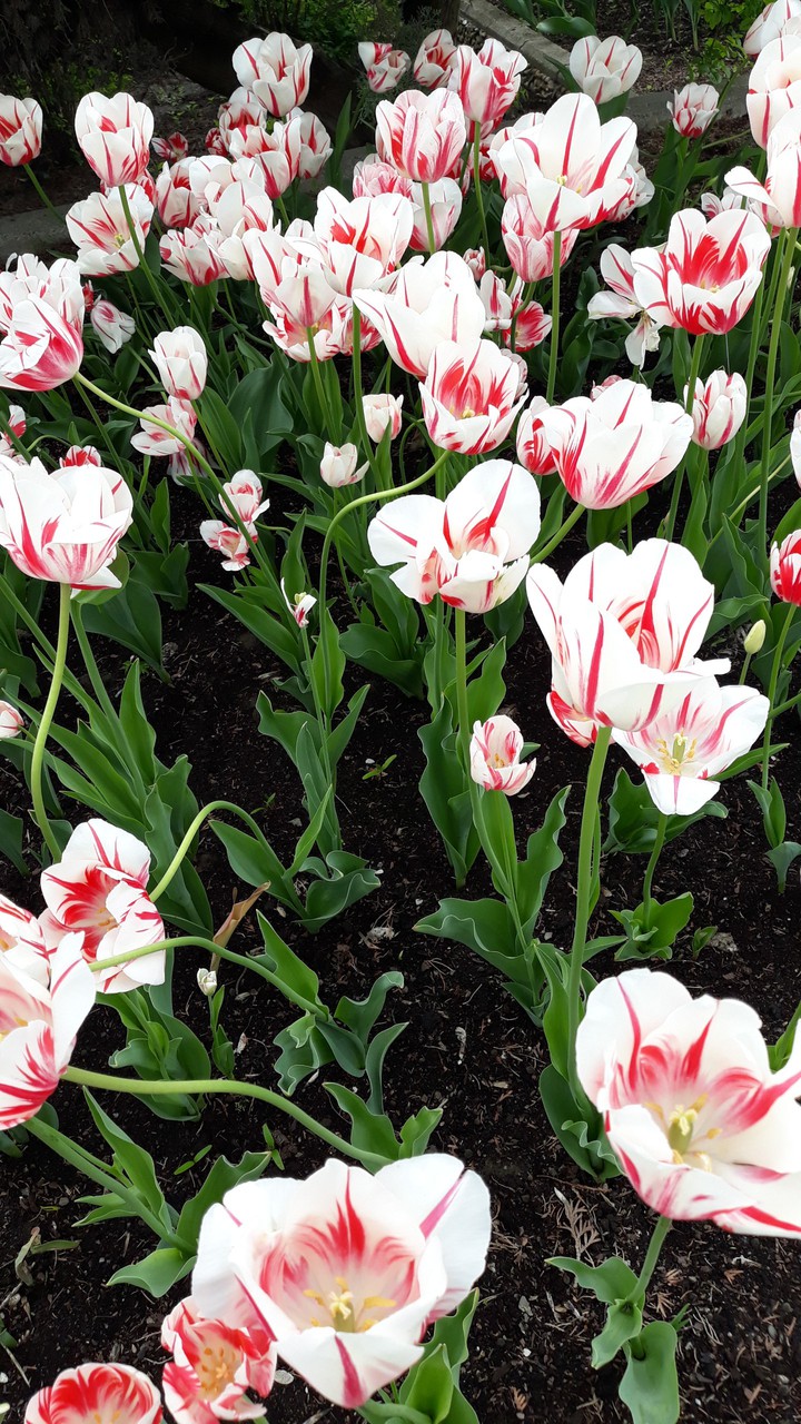 tulips