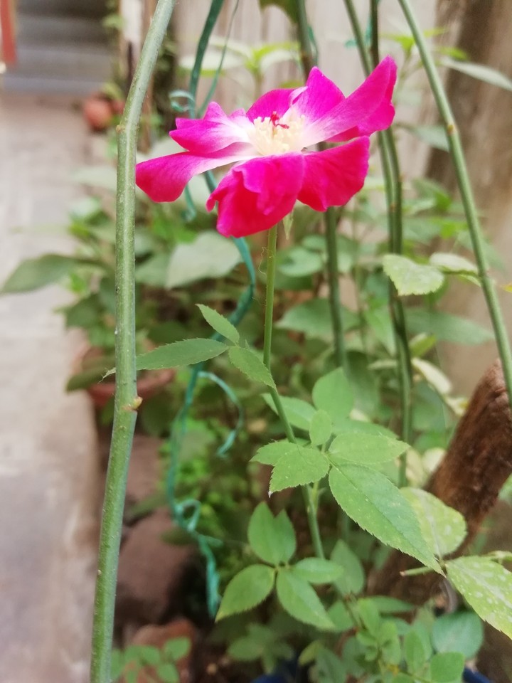 Village Rose