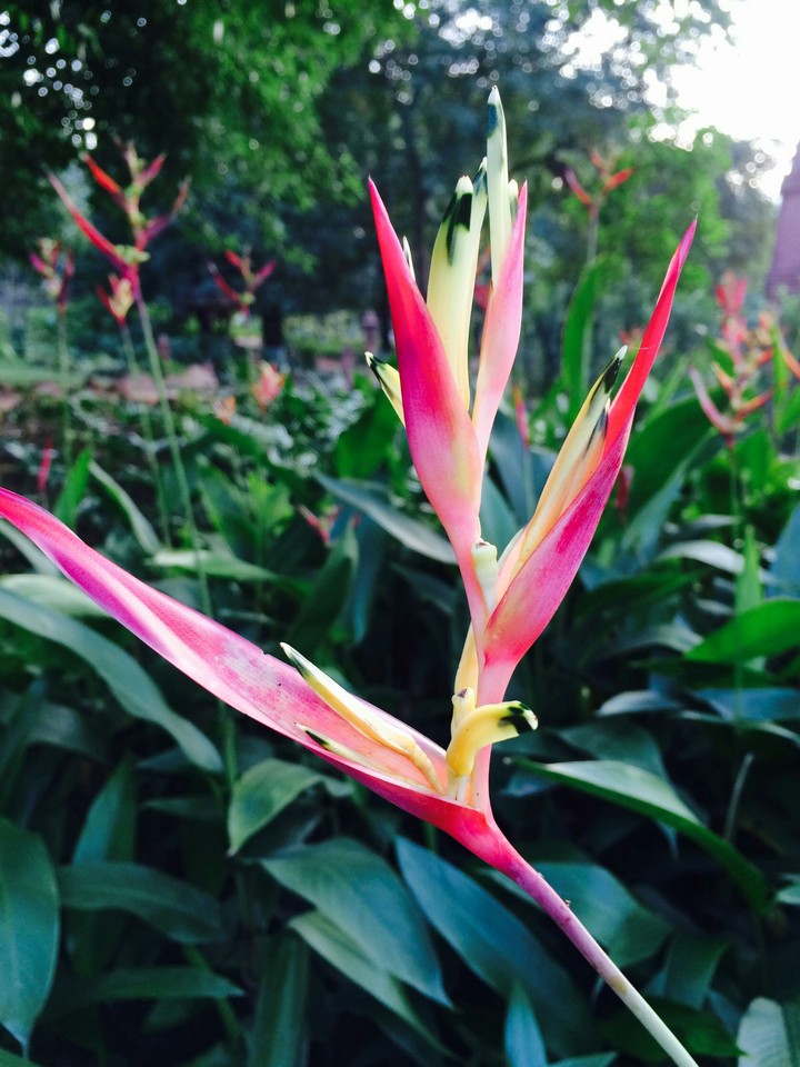 Exotic Flower