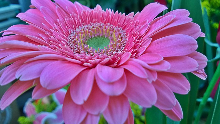 A flower