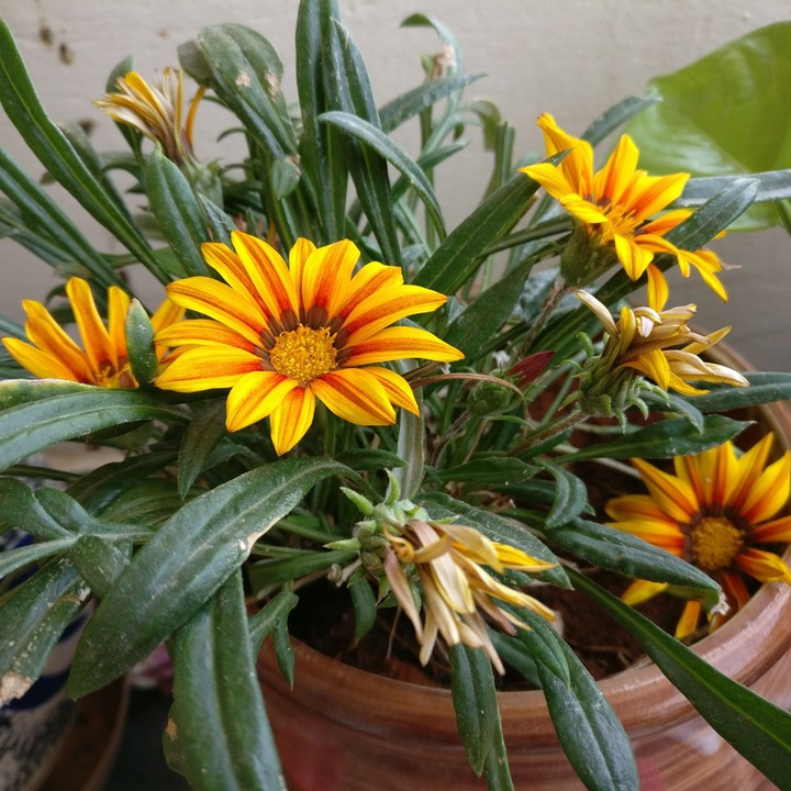 garden bloom...
