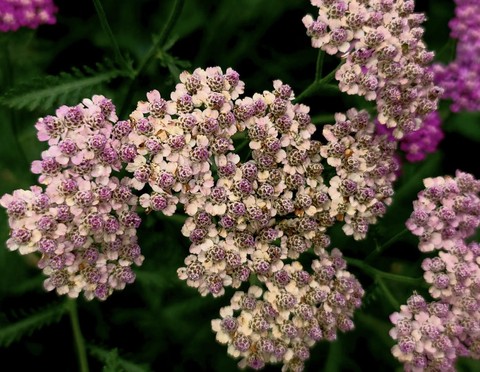 sfondi insect, shrub