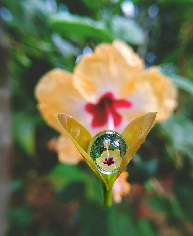 micro photography