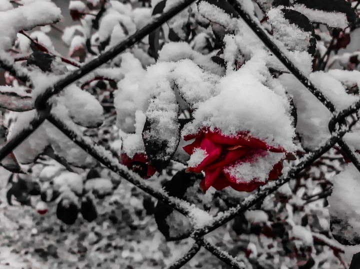 Rose in the snow