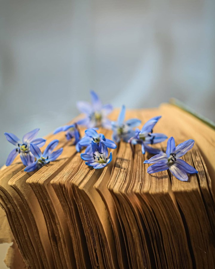 Book & blossom