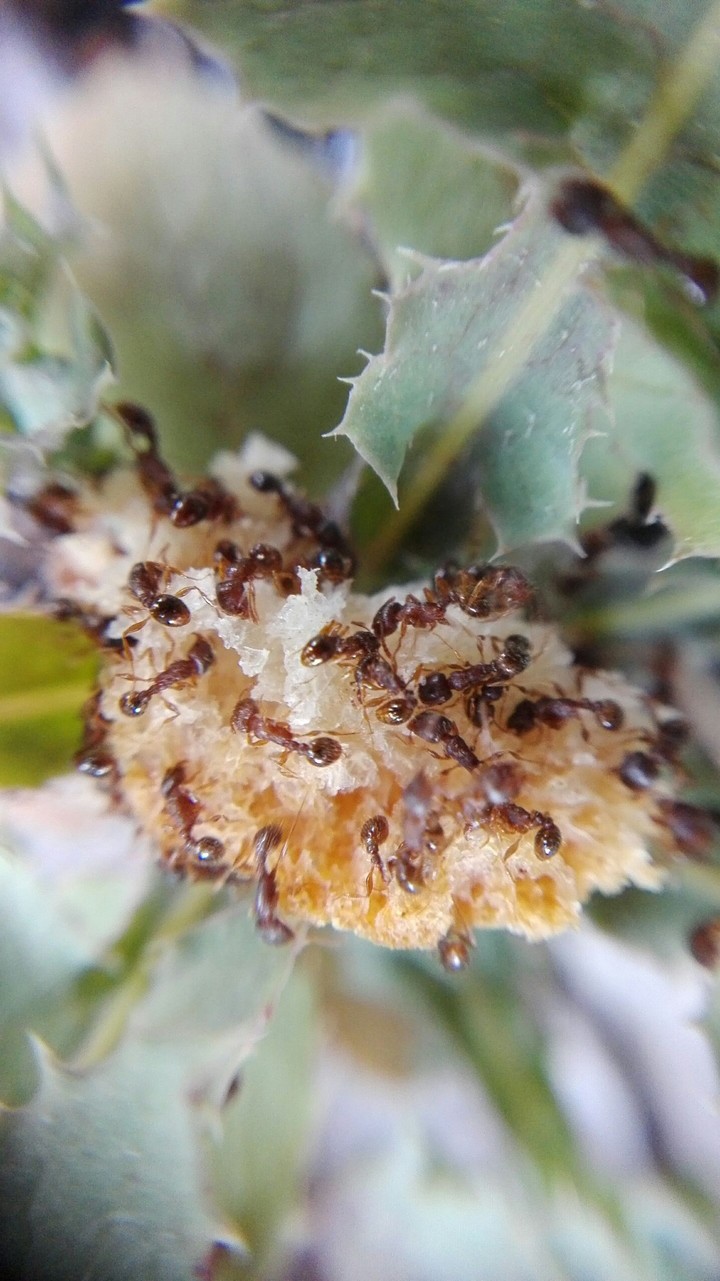 Ant Colony
