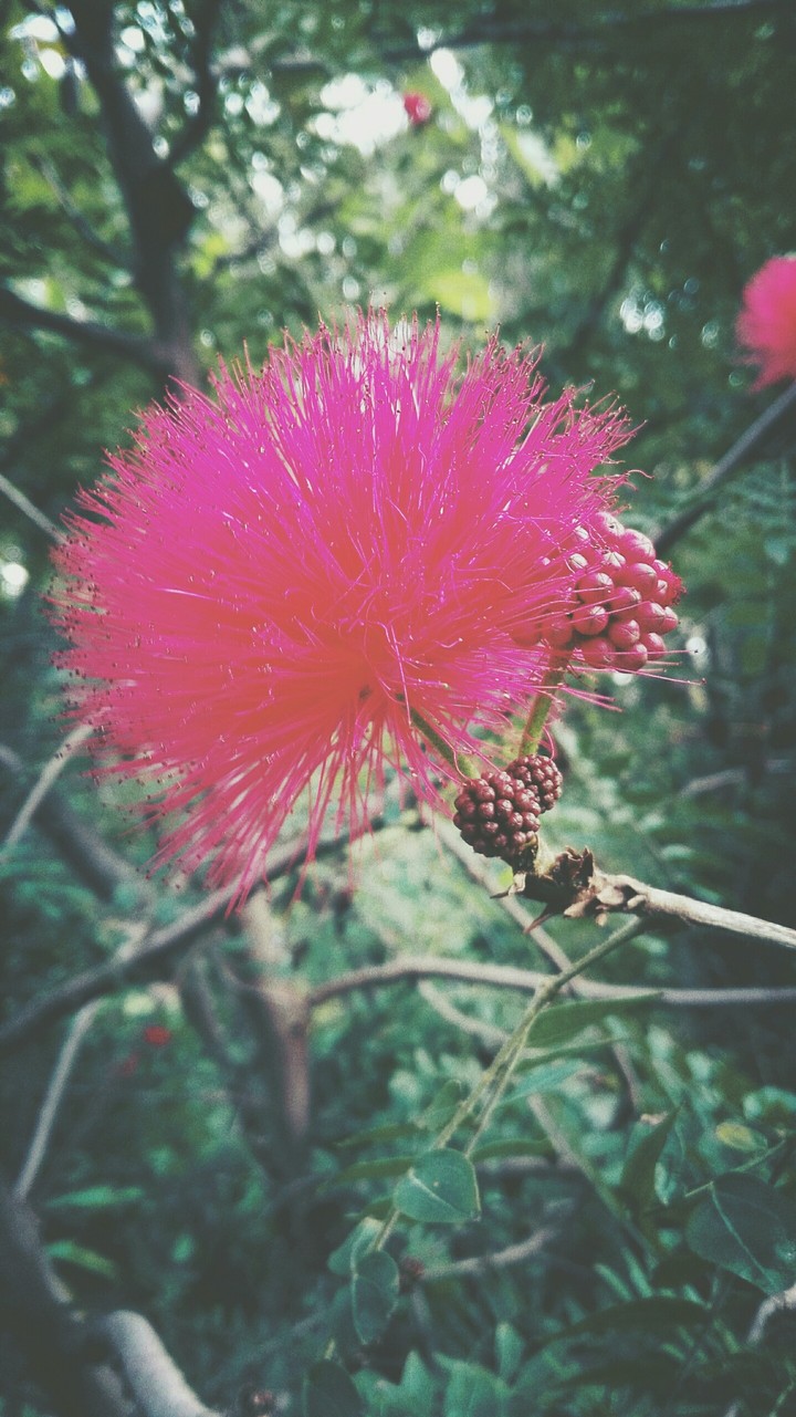 Pink flower