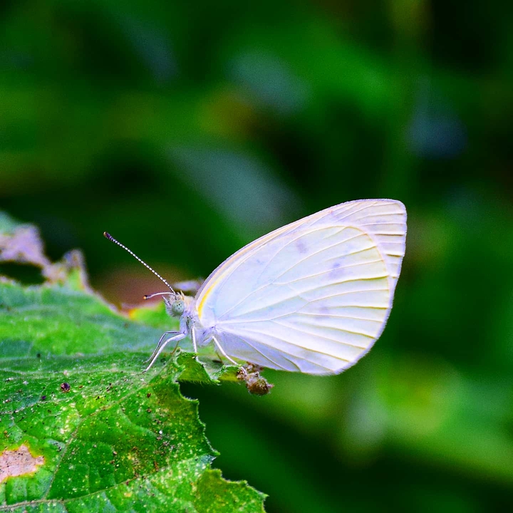 white butterfly
