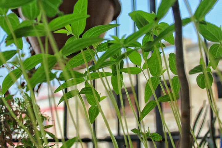 My Garden Closeup