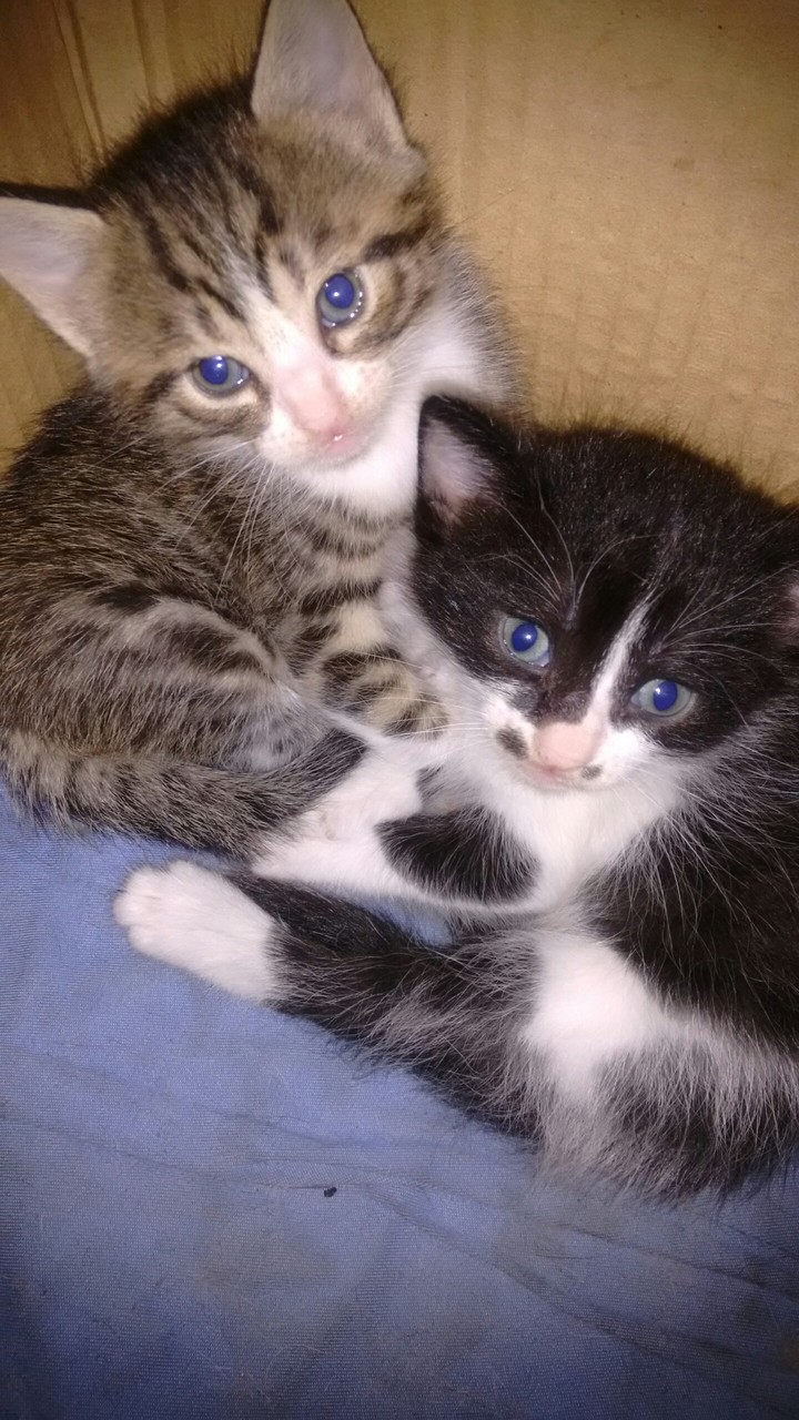 gatinhos 