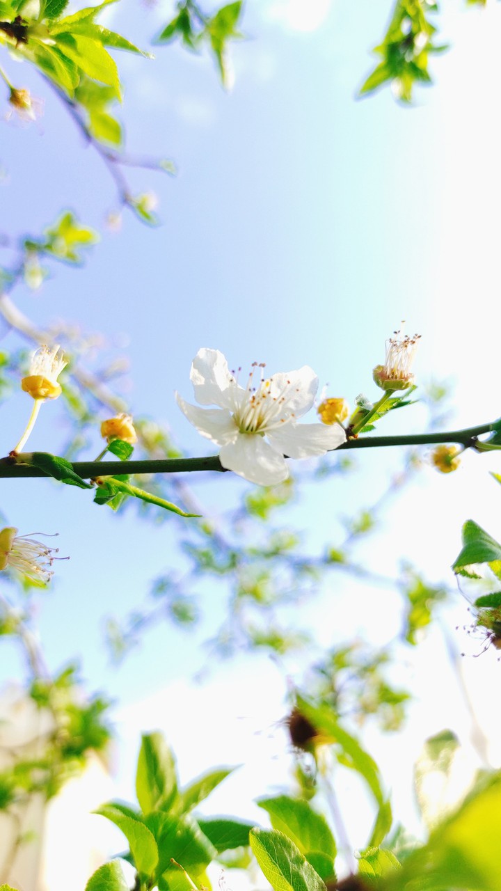 flower