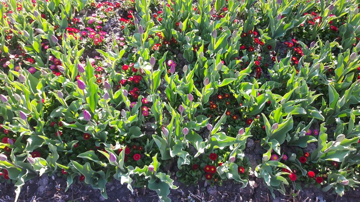 Tulips