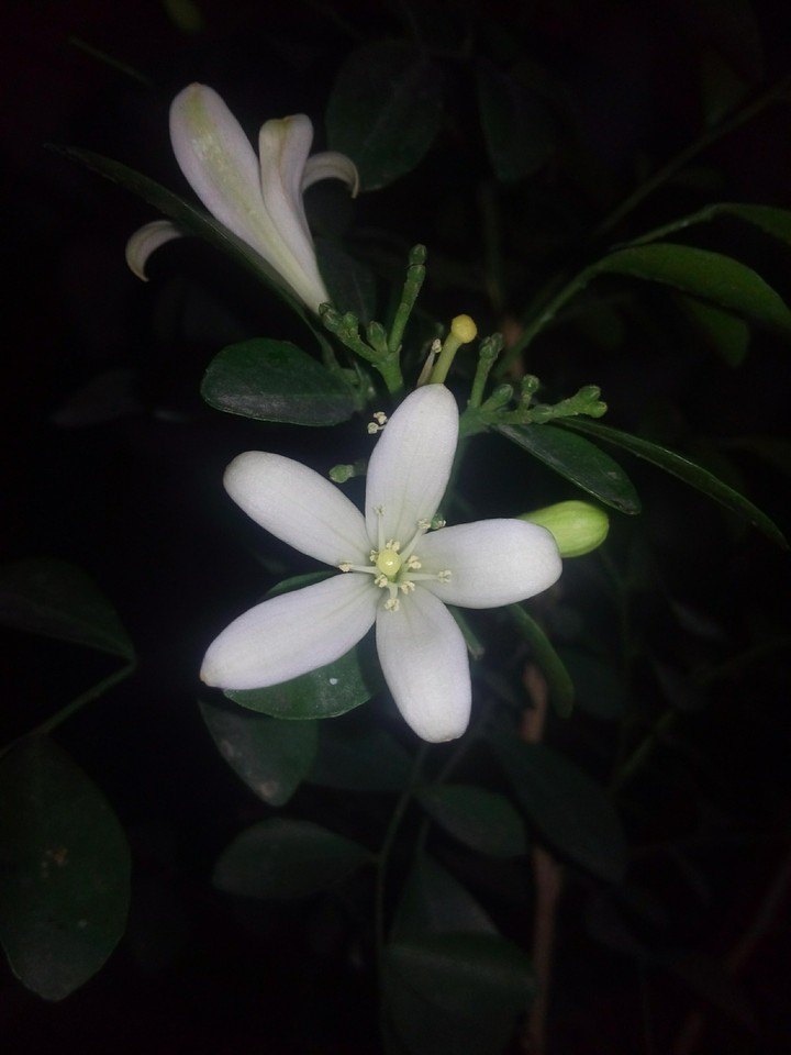 white flower