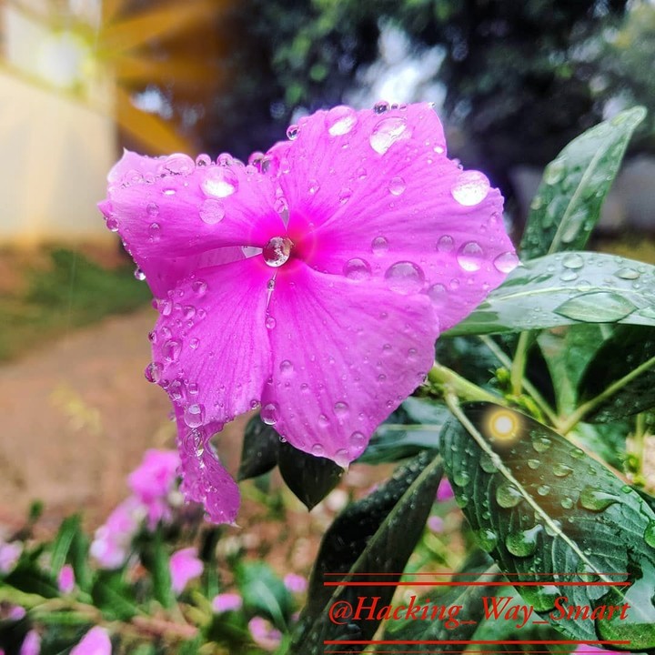 flowers