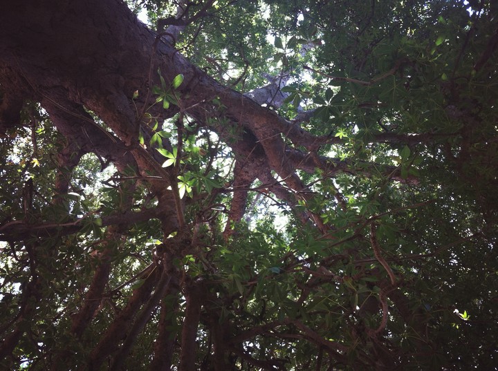 Woods in Island of South Celebes