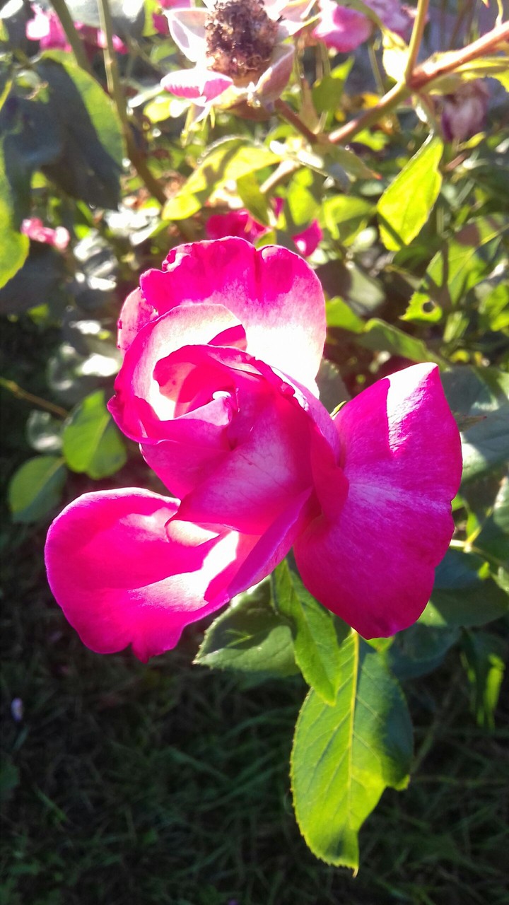 rose in sun