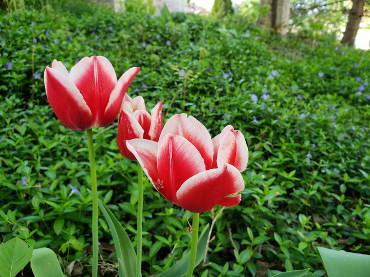 Tulip
