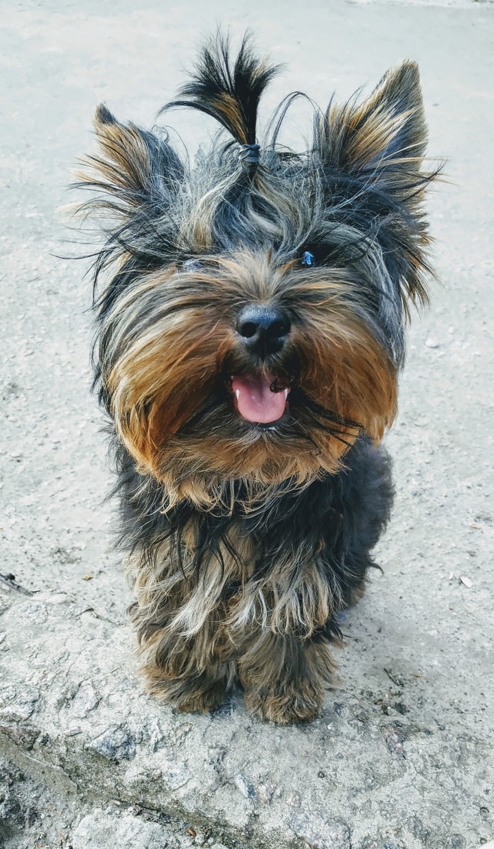 dog's smile