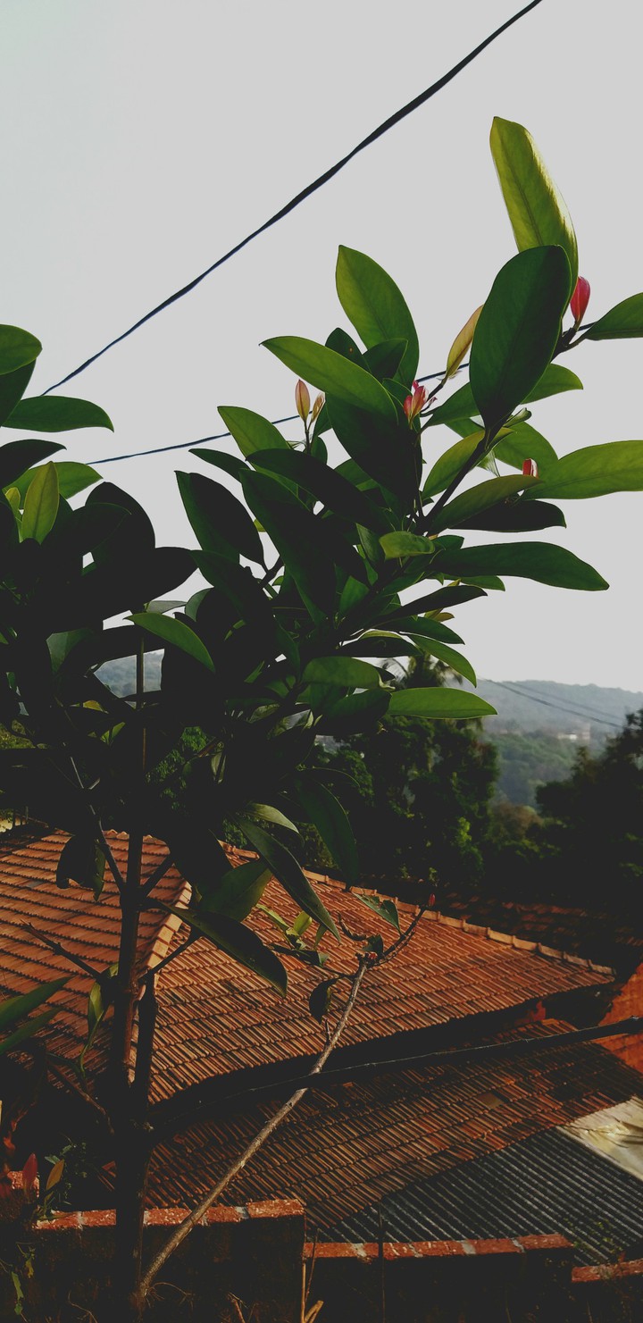 Home