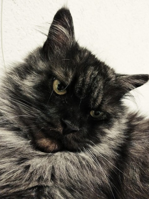 whiskers, Domestic wallpapers