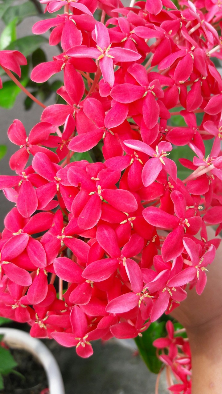 flower