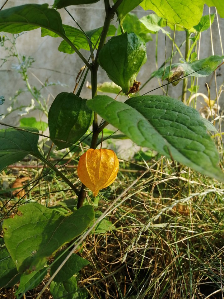 nature