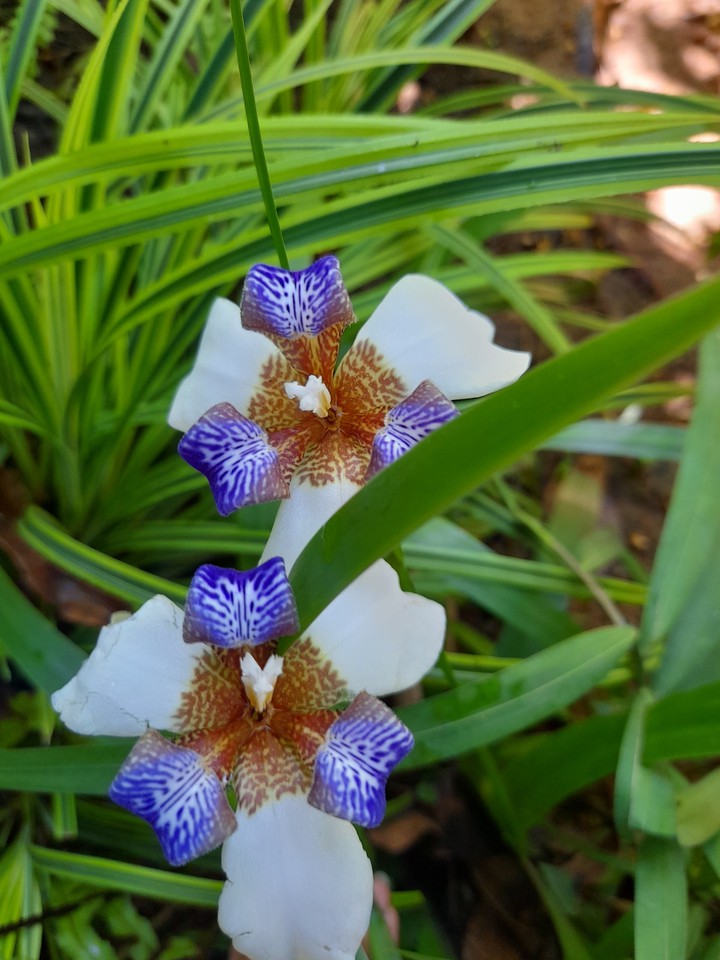 flowers