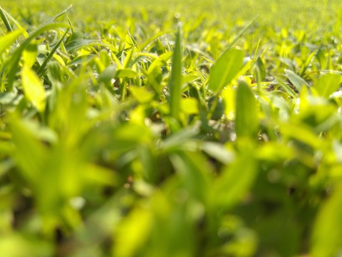 grass