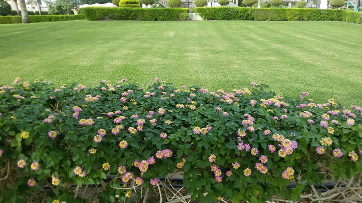 CUTEE LITTLE FLOWERS