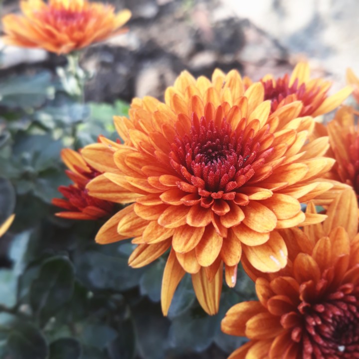orange