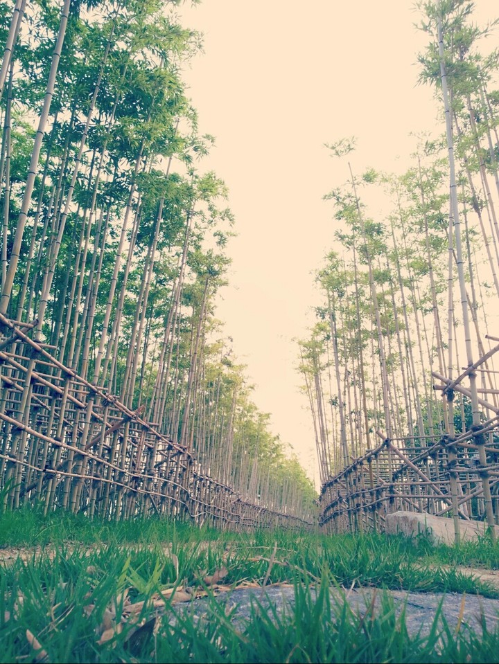 Tree View