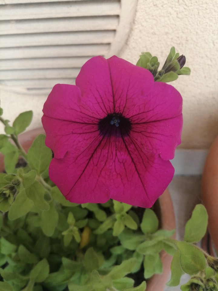 fiore
